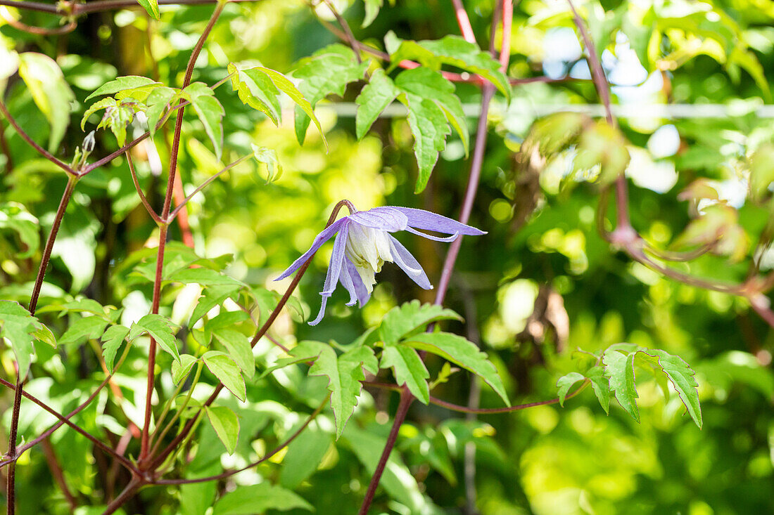 Clematis alpina