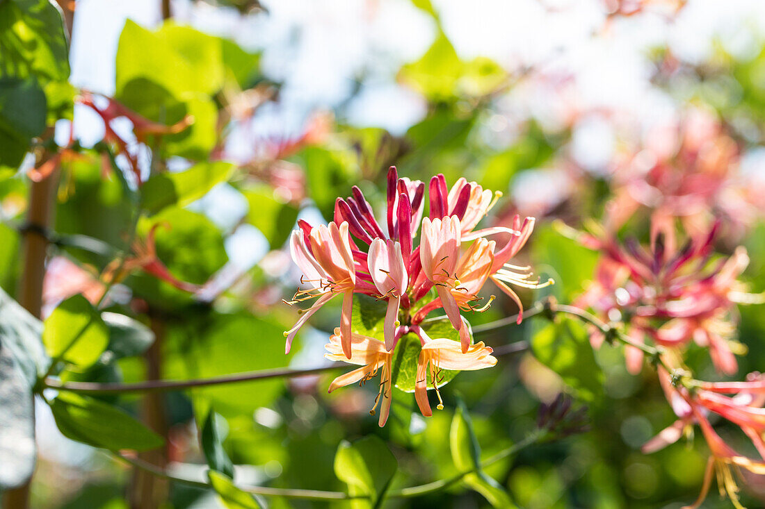 Lonicera heckrottii 'Goldflame'