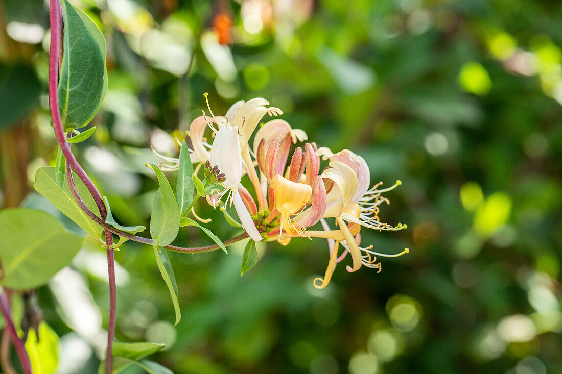 Lonicera tellmanniana