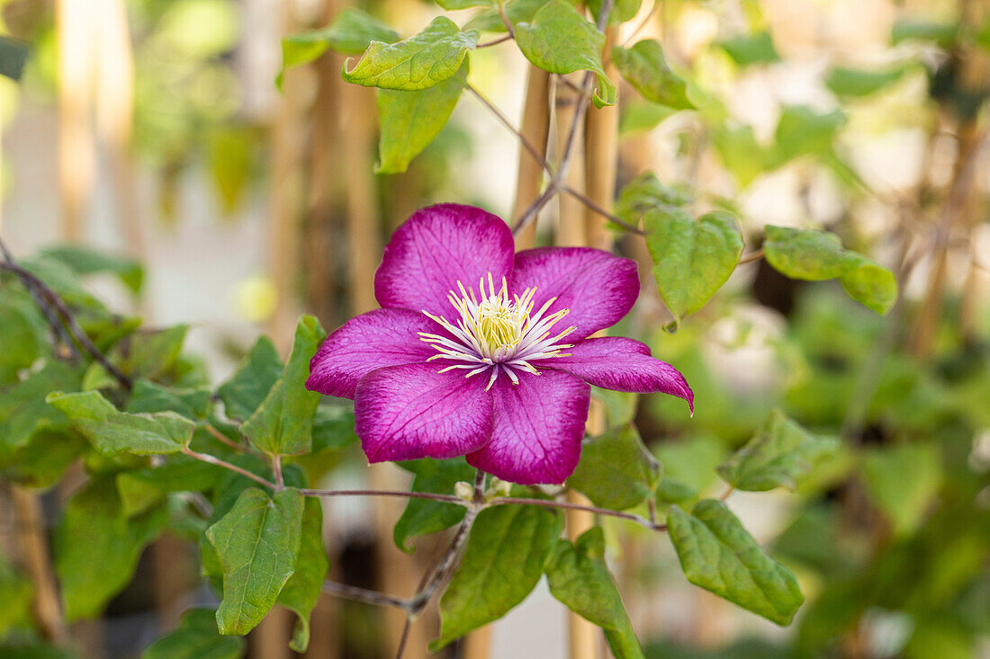 Clematis 'Ville de Lyon