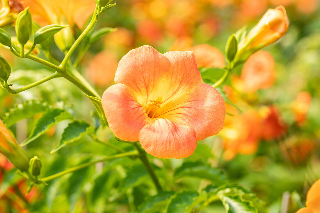 Campsis grandiflora