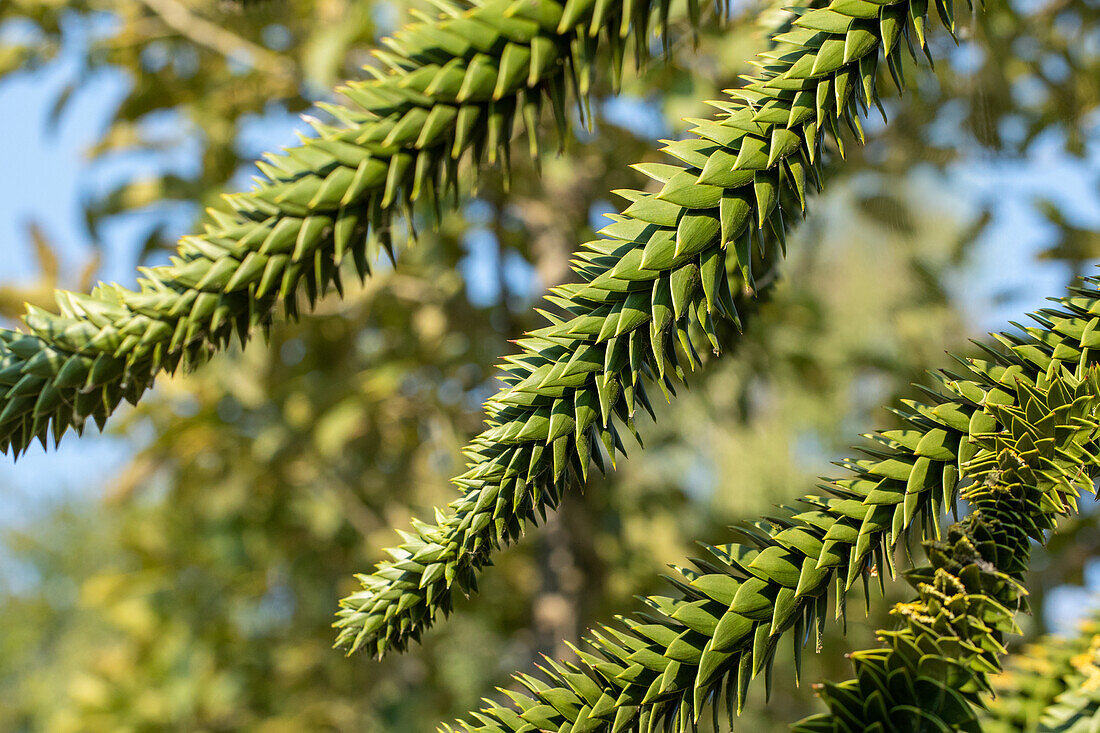 Araucaria araucana