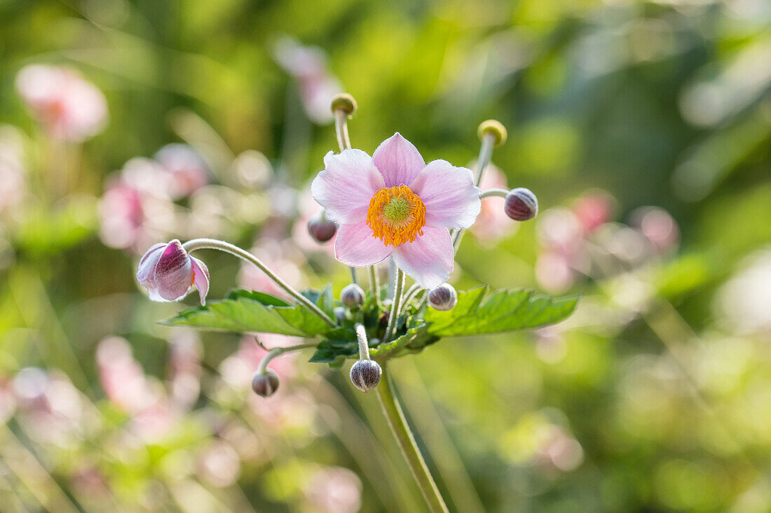 Anemone hupehensis, pink