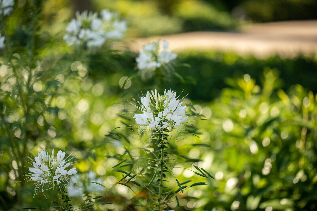 Cleome spinosa