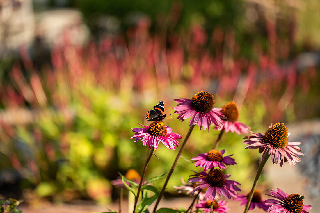 Butterfly on coneflower