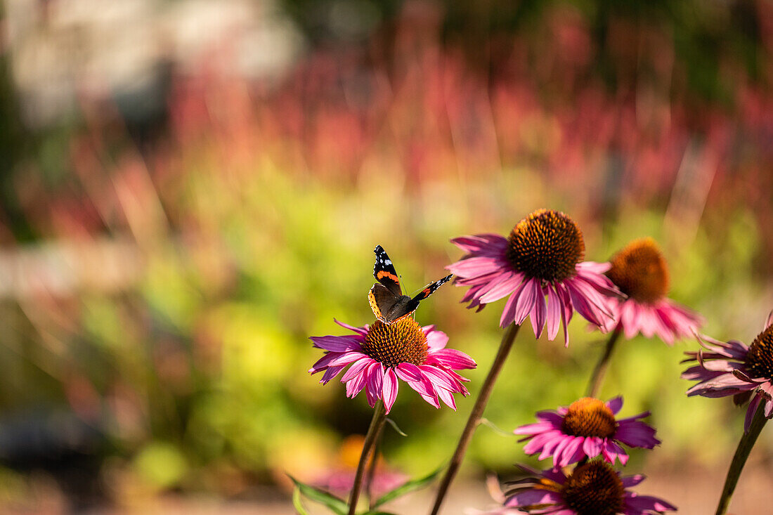 Butterfly on coneflower hat