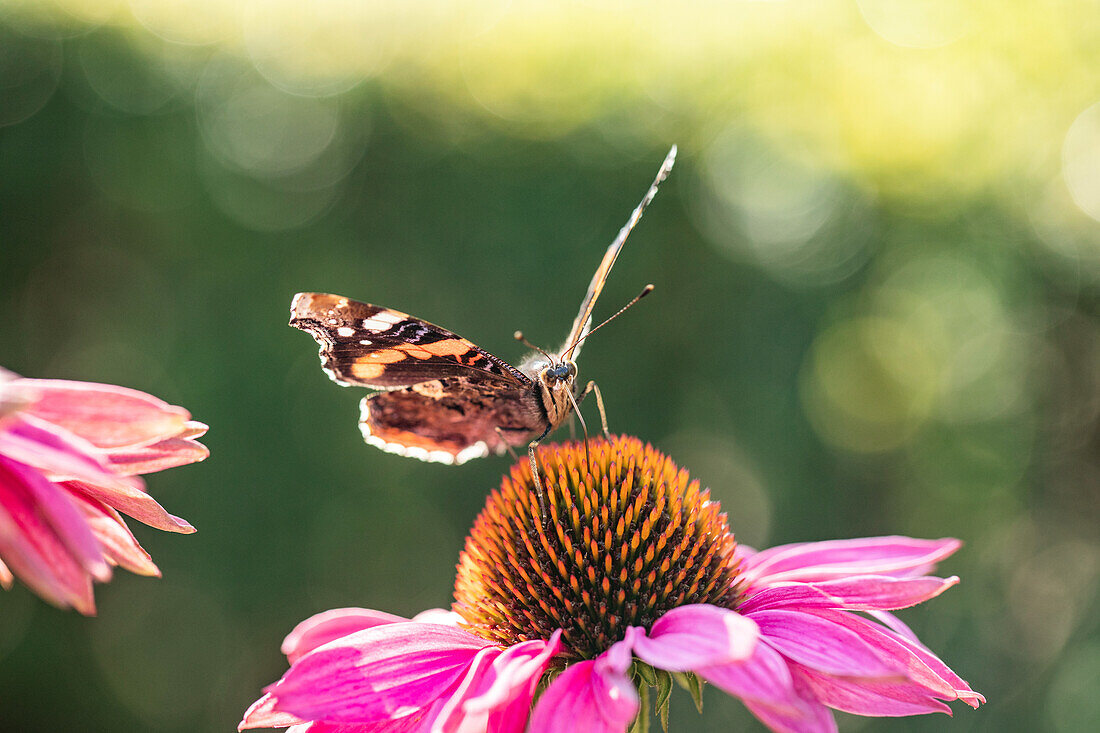 Butterfly on coneflower