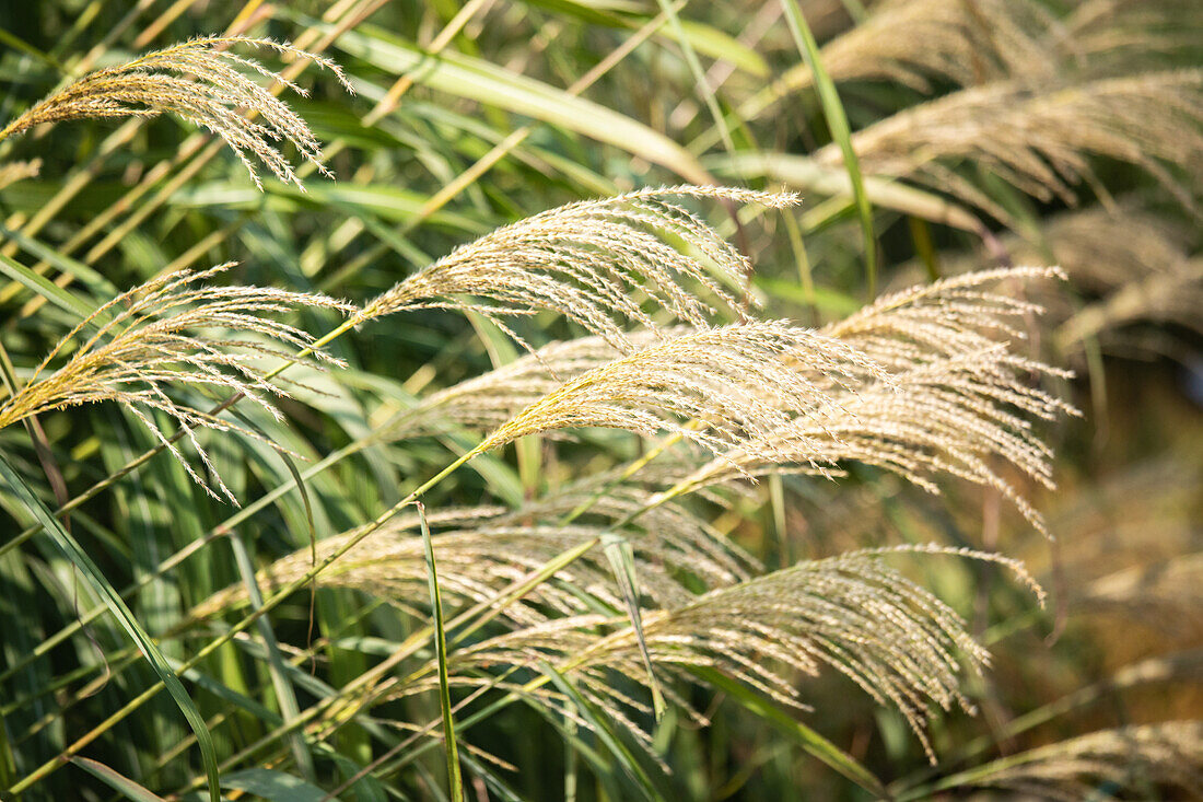 Miscanthus sinensis