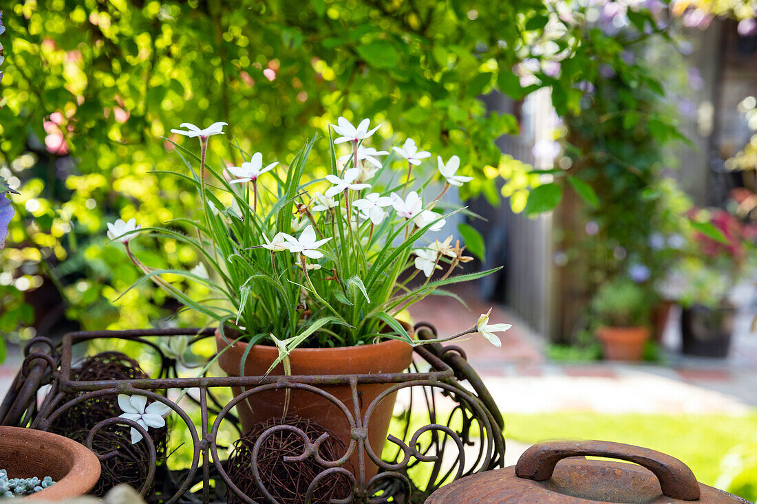 Rhodohypoxis baurii, white