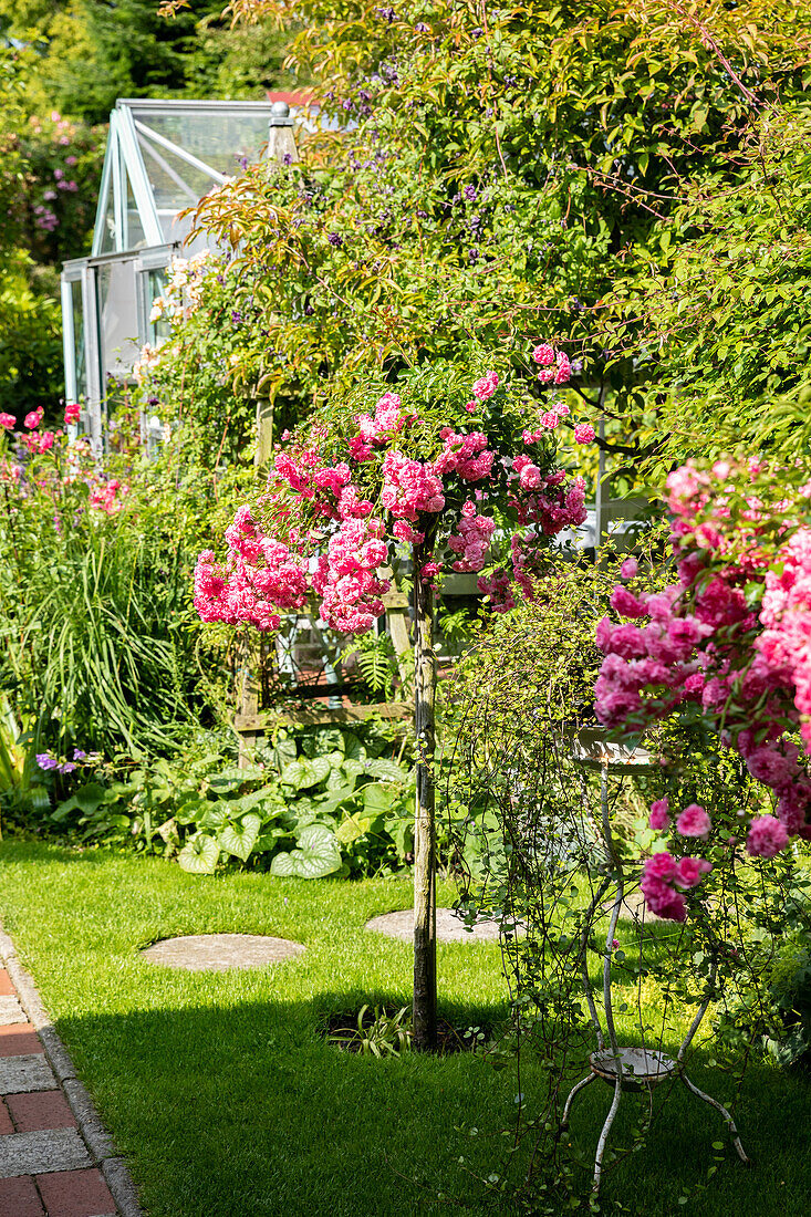 Rose bush in the garden