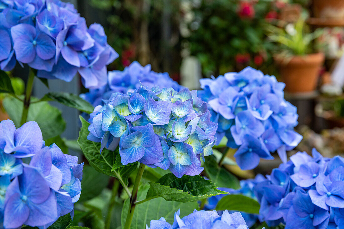 Hydrangea macrophylla, blau