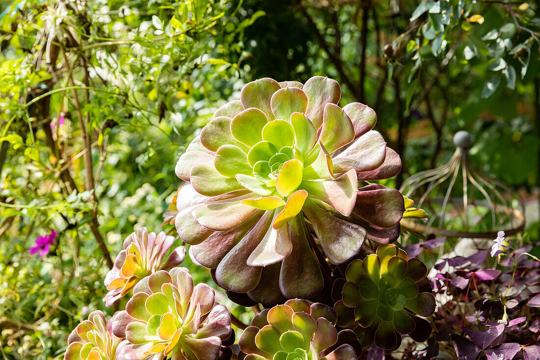 Aeonium