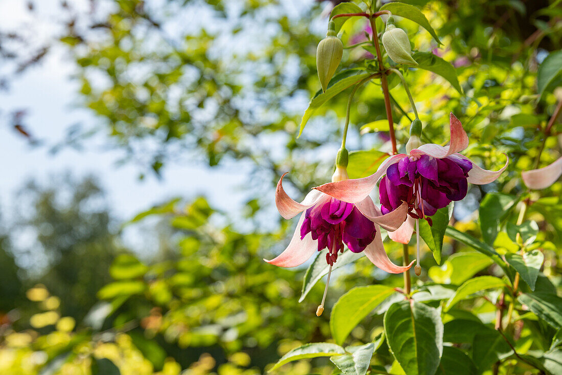 Fuchsia, double