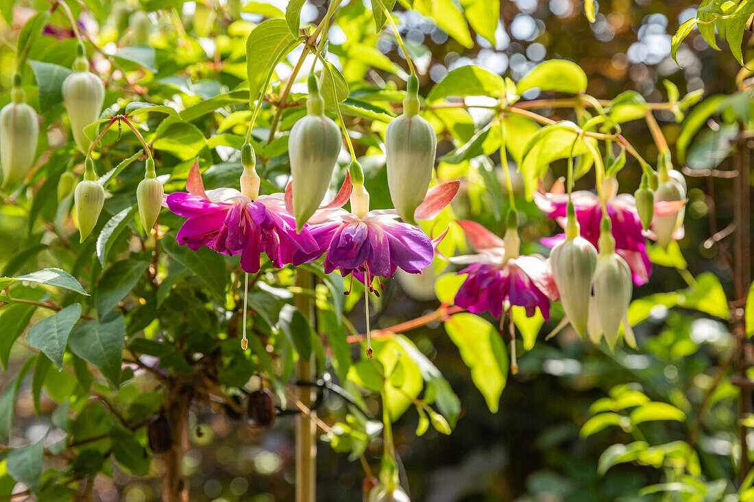 Fuchsia, stem