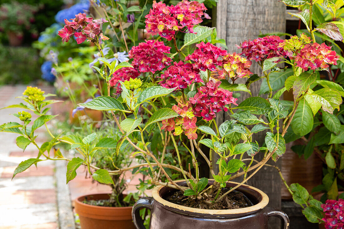 Hydrangea macrophylla, red