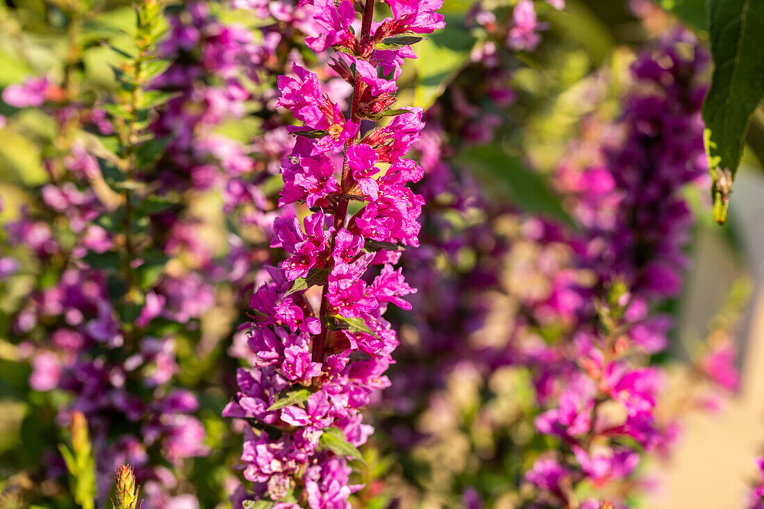 Lythrum salicaria 'Robin'