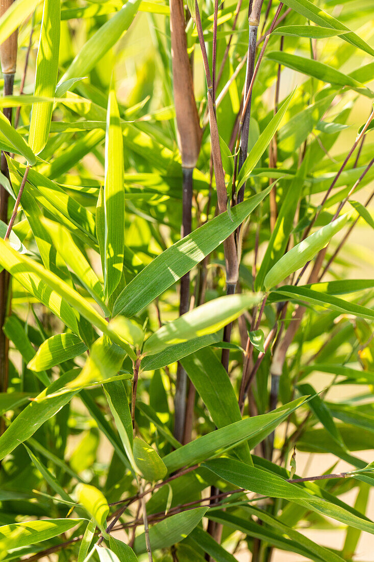 Fargesia nitida 'Black Pearl'