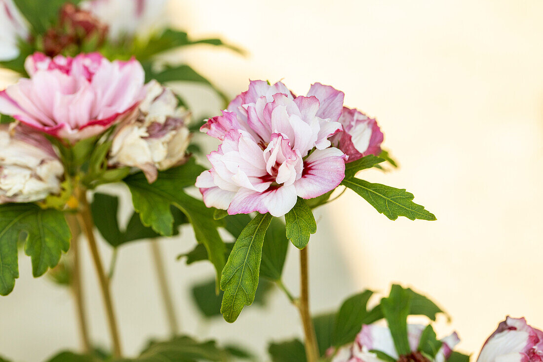 Hibiscus syriacus 'Miss Salvia'