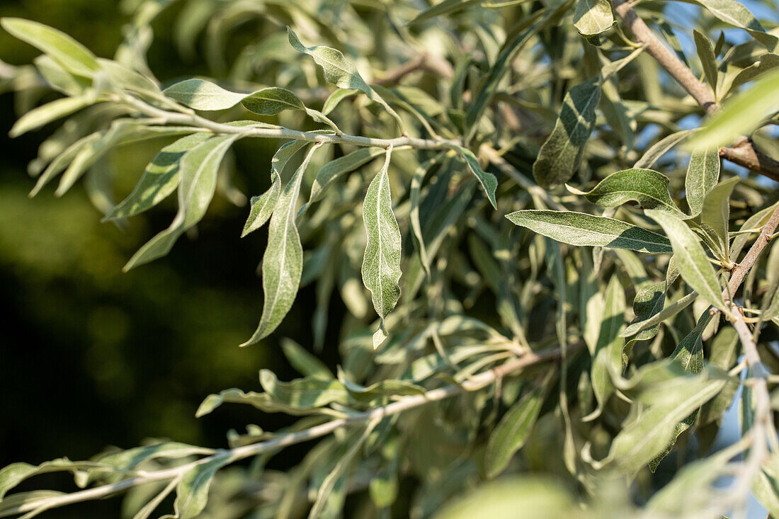 Pyrus salicifolia 'Pendula