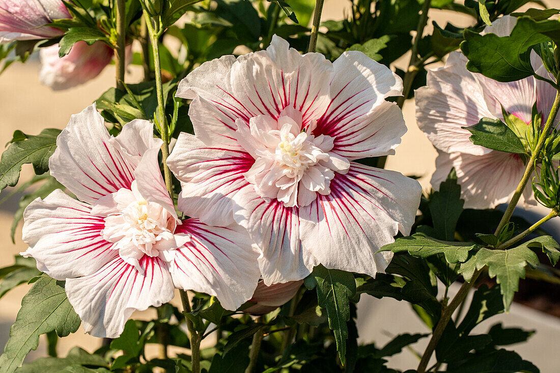 Hibiscus syriacus 'Best Friends'