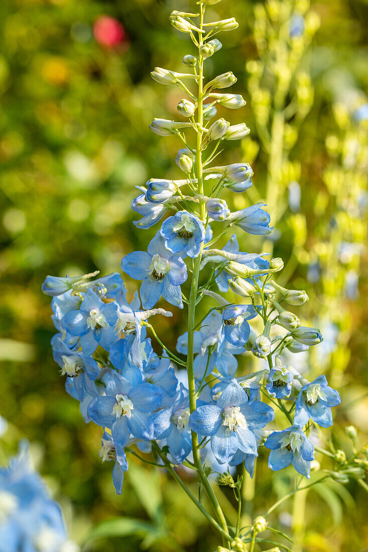 Delphinium belladonna, light blue