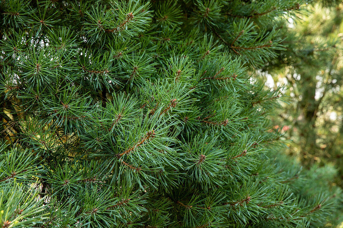 Pinus silvestris 'Aurea Nisbeth'
