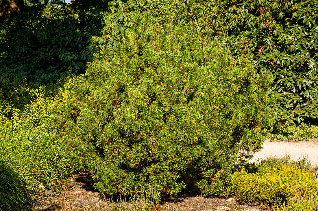 Pinus mugo 'Dirk