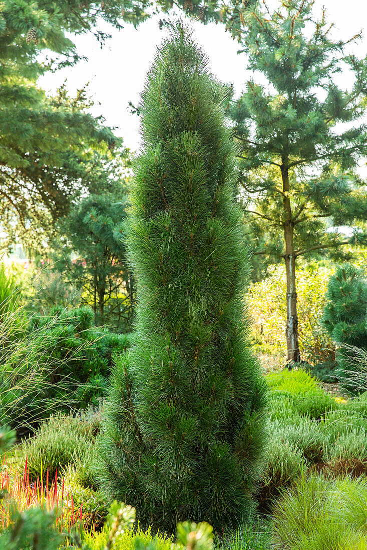 Pinus nigra 'Green Tower'.