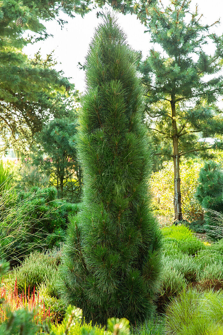 Pinus nigra 'Green Tower'