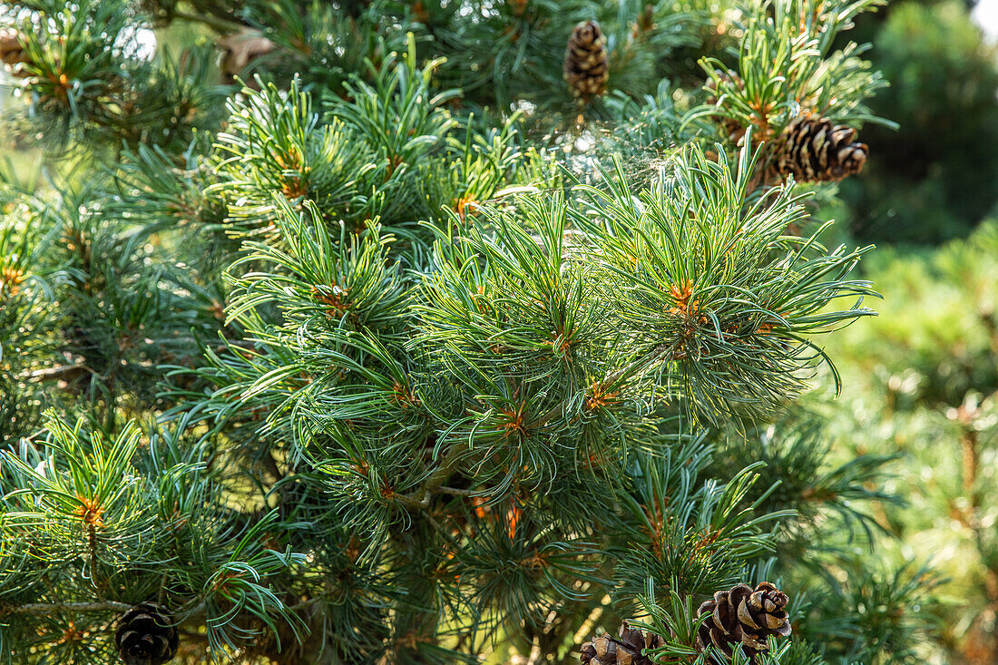 Pinus parviflora 'Glauca