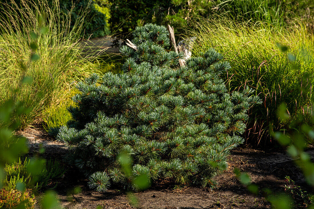 Pinus parviflora 'Negishi'