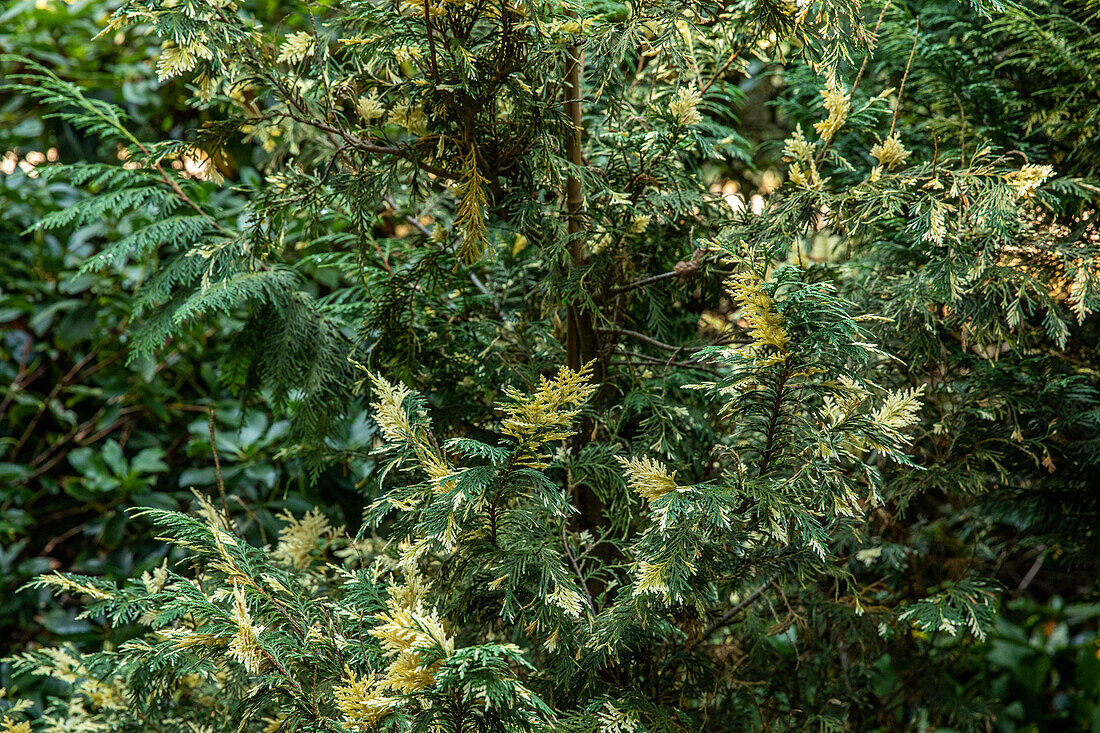 Chamaecyparis nootkatensis 'Variegata'