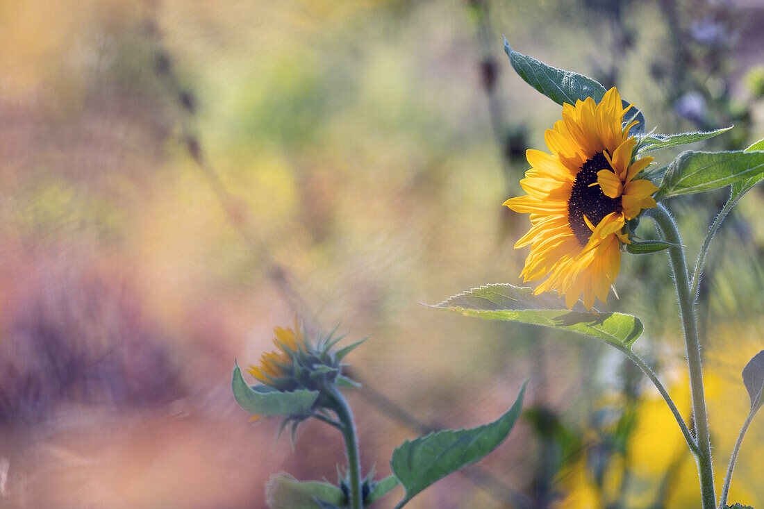 Helianthus annuus