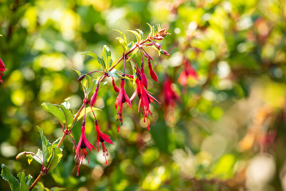 Fuchsia magellanica