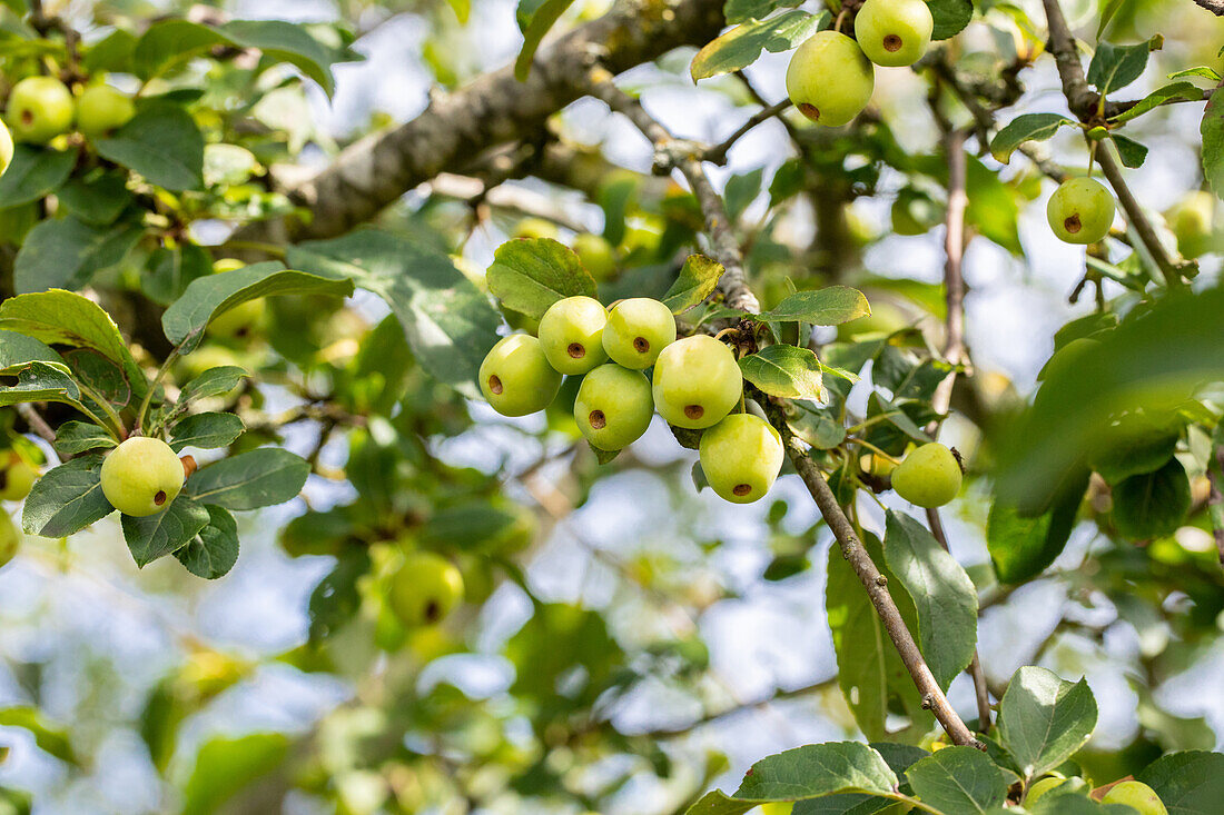 Malus x moerlandsii 'Red Sentinel'