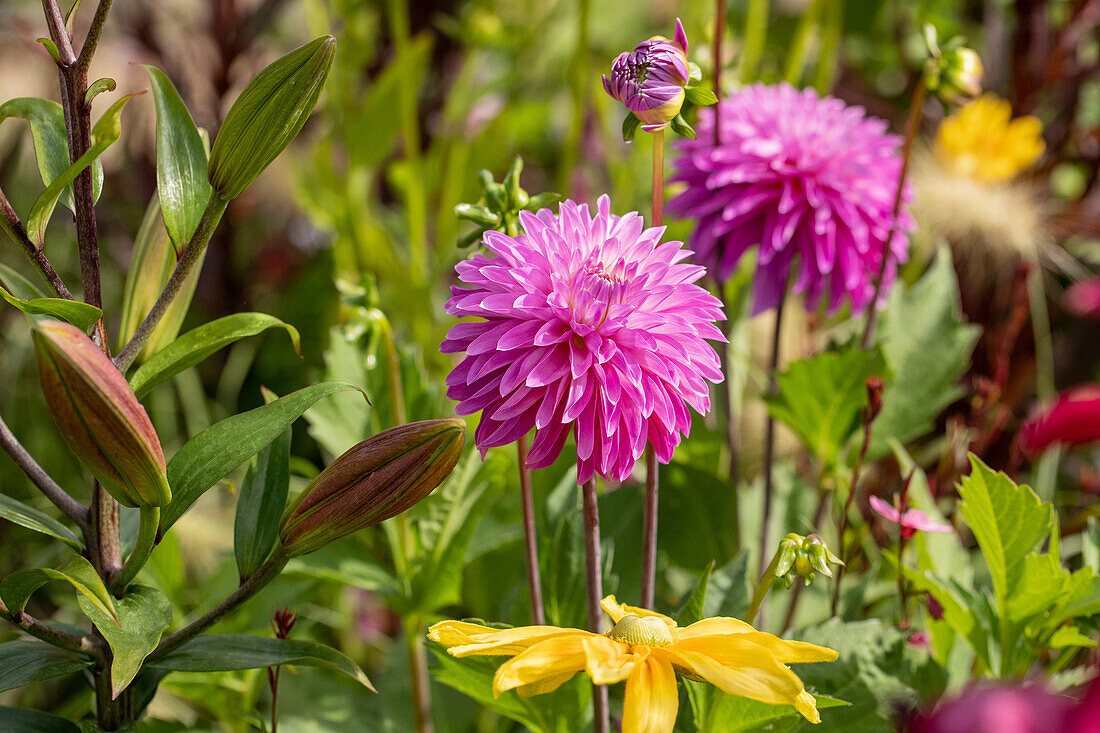 Dahlia Semi-Cactus, pink