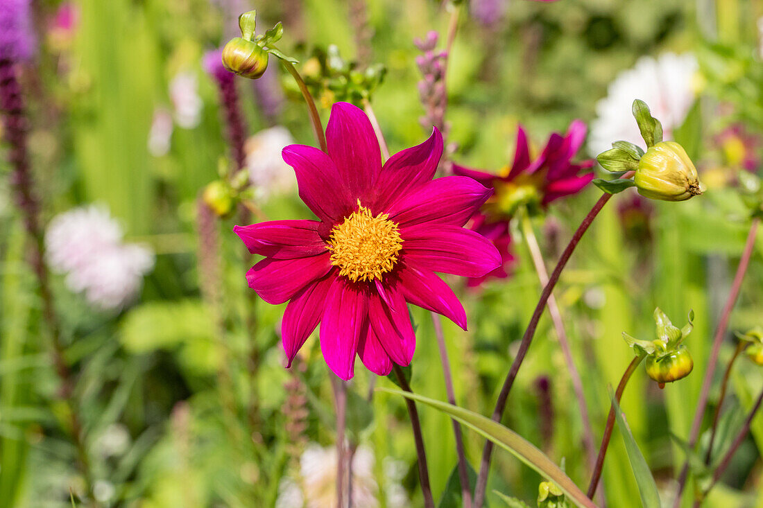 Dahlia Single flowering