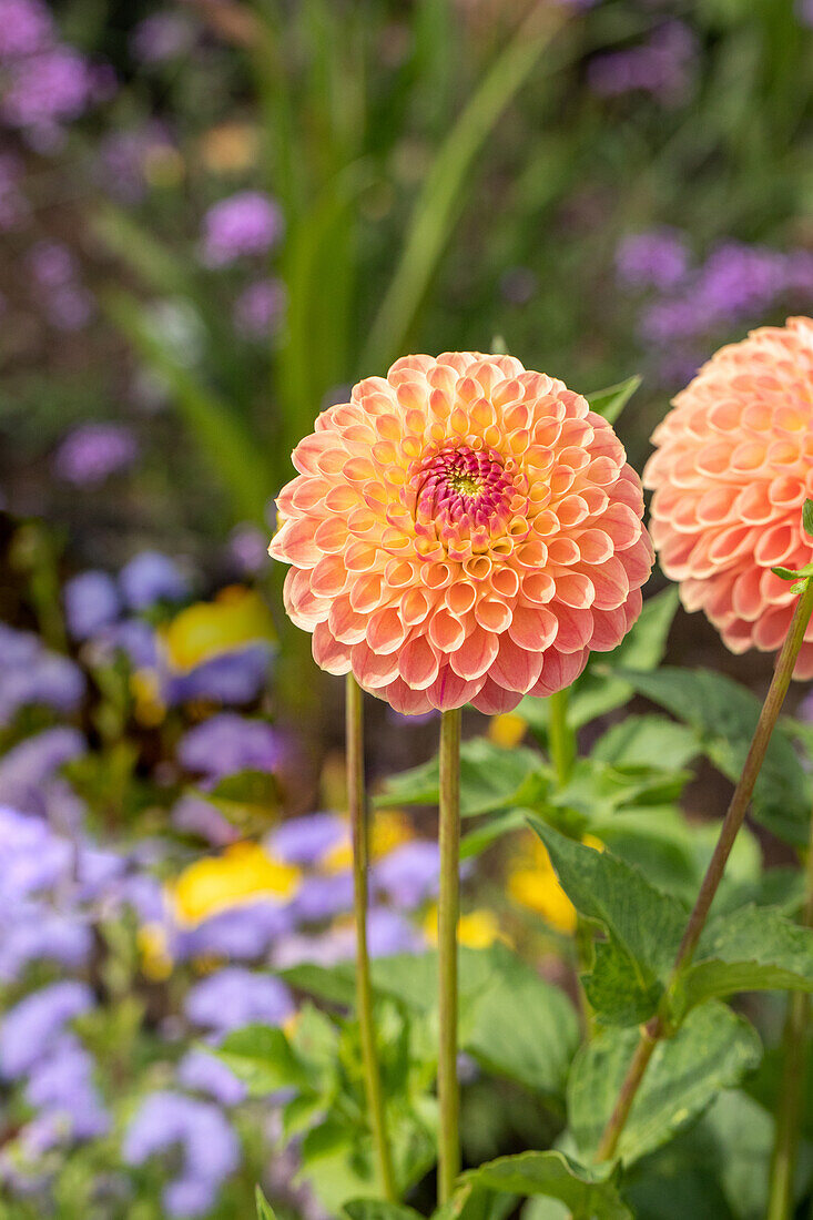 Dahlia Pompon, orange