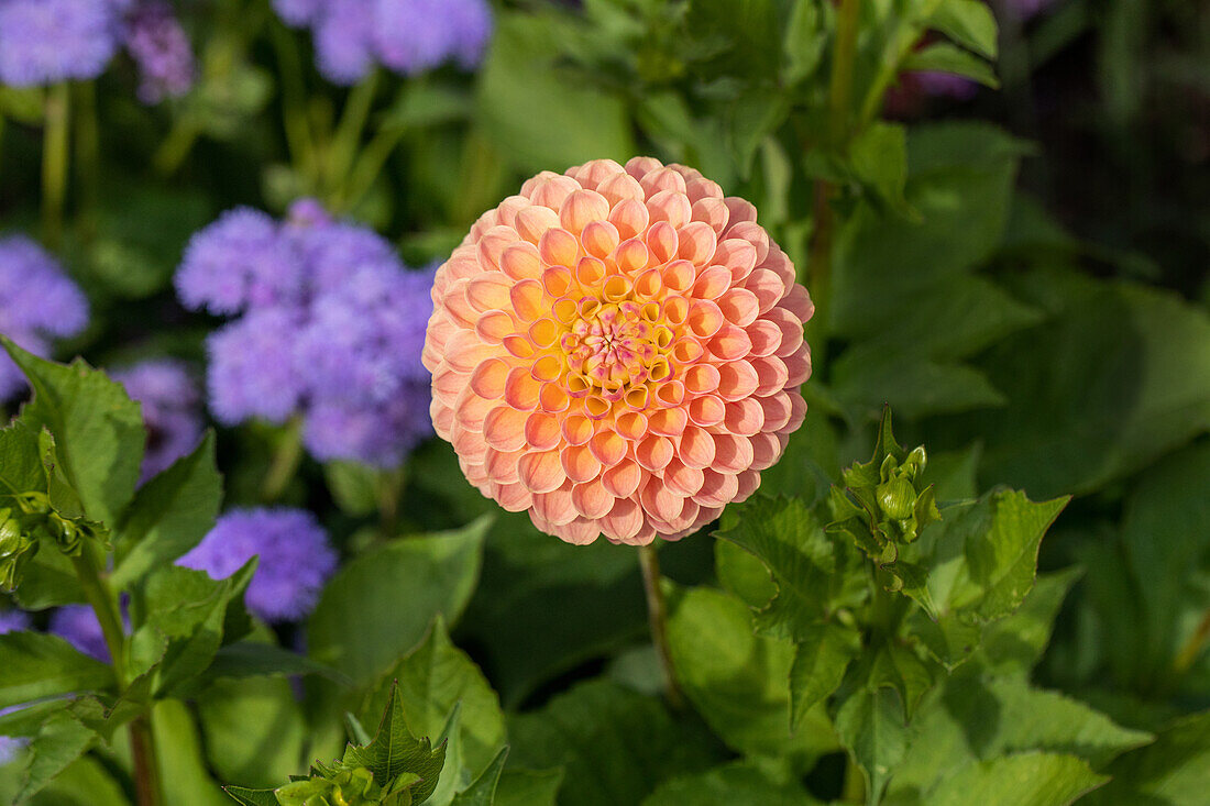 Dahlia Pompon, orange