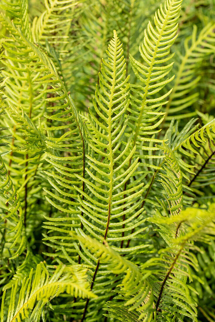 Dryopteris