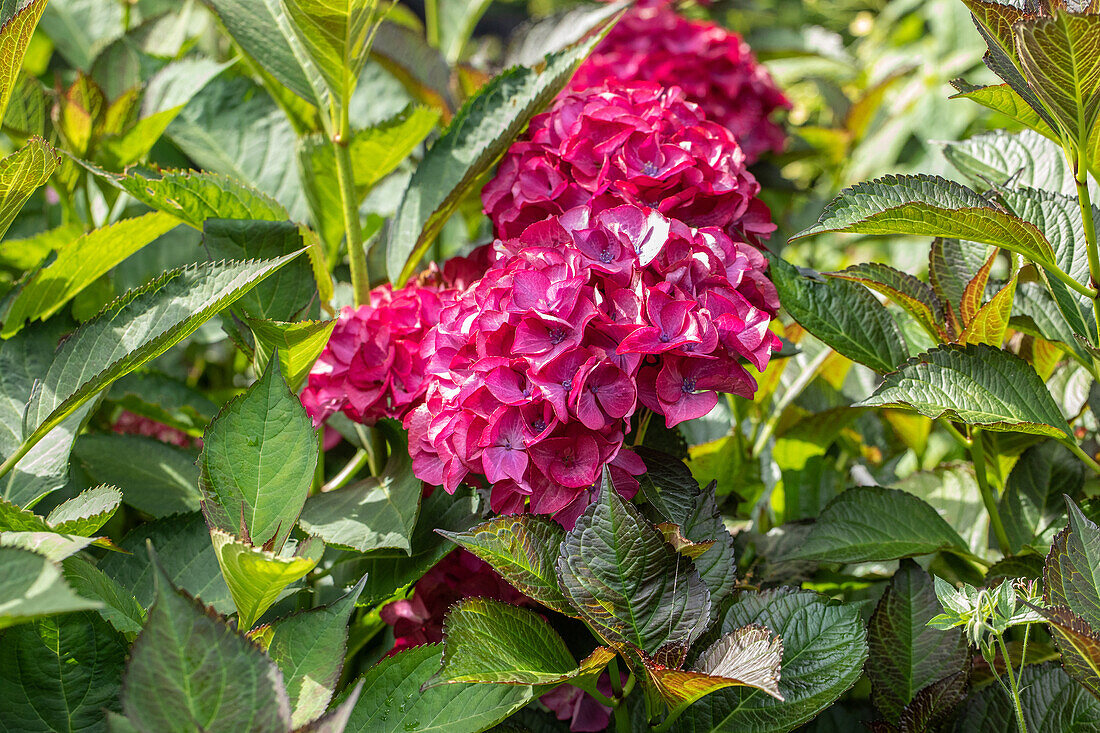 Hydrangea macrophylla, rose pink