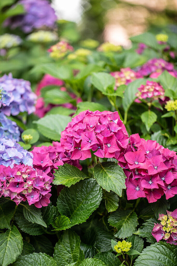 Hydrangea macrophylla 'Forever & Ever'®, rot
