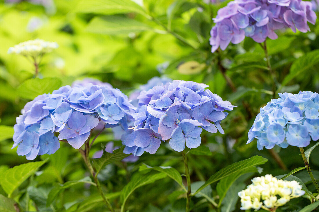 Hydrangea macrophylla 'Forever & Ever'®, blue