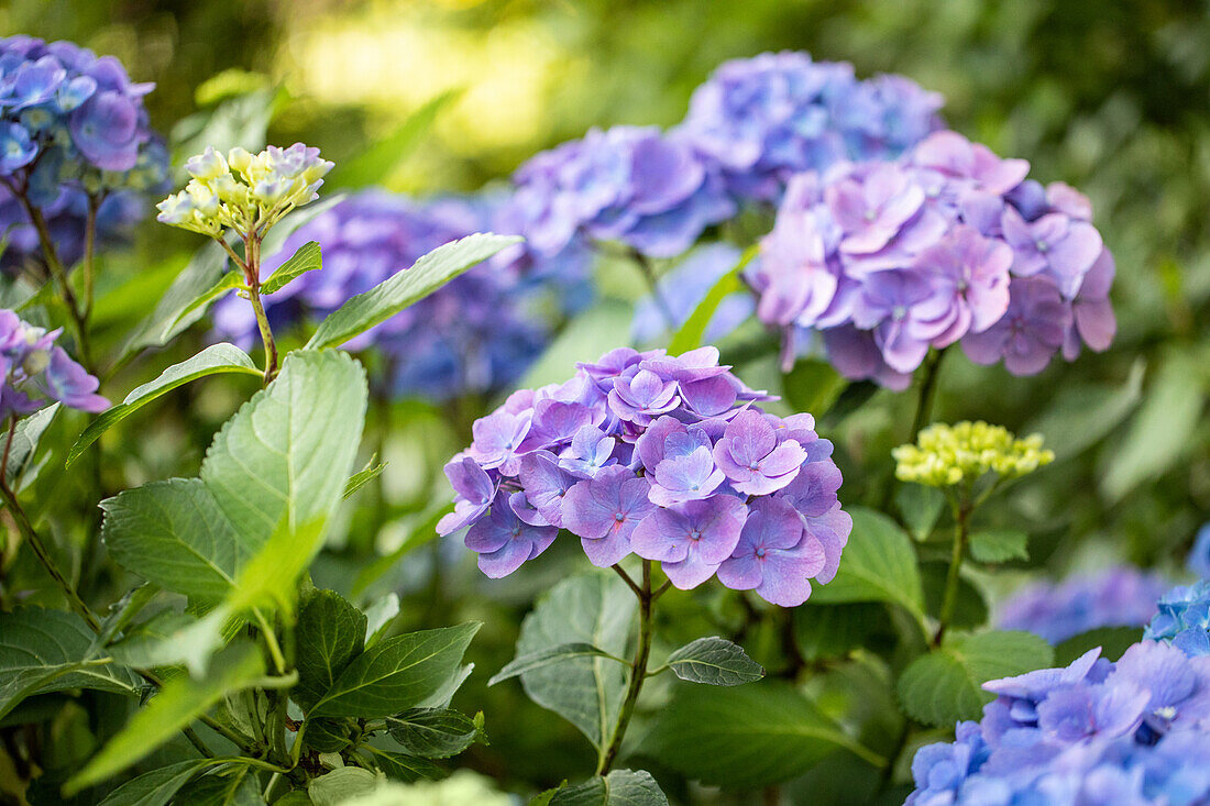 Hydrangea macrophylla 'Forever & Ever'®, blue