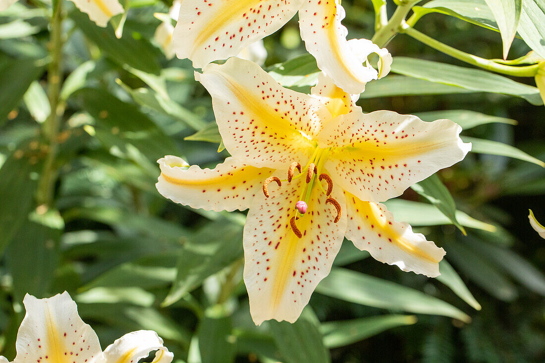 Lilium 'Gold Band'