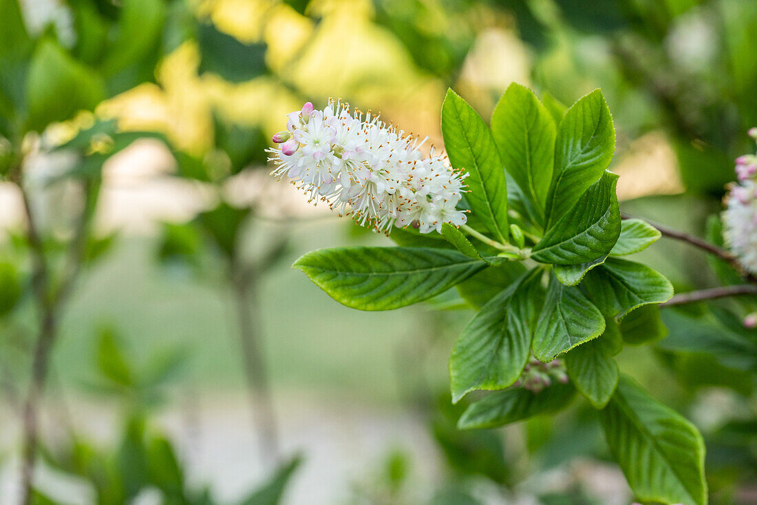 Clethra alnifolia