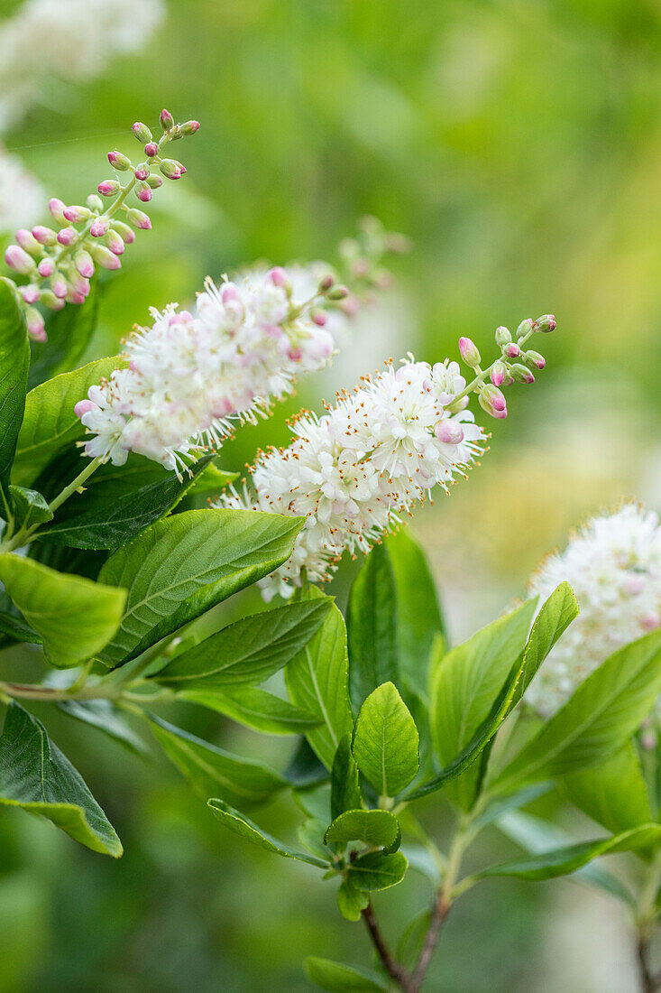 Clethra alnifolia