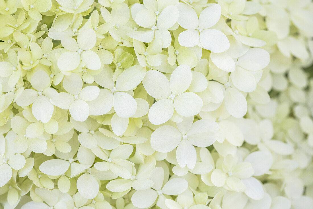 Hydrangea paniculata 'Limelight'(s)