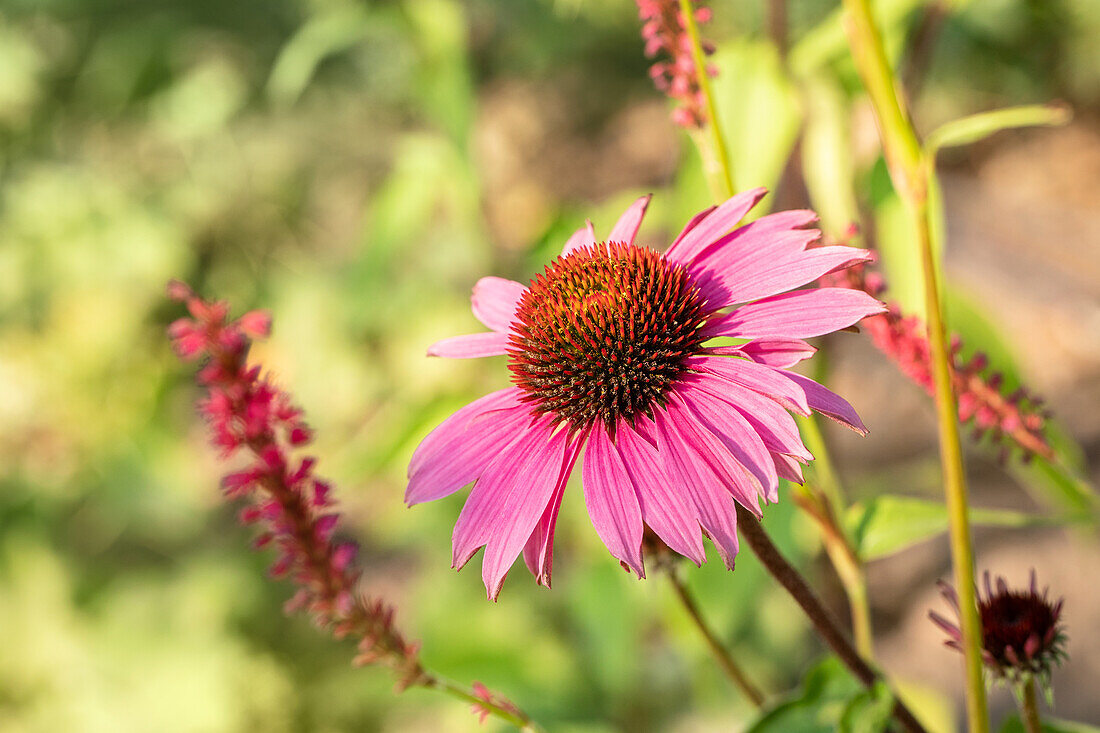 Echinacea purpurea 'Magnus'