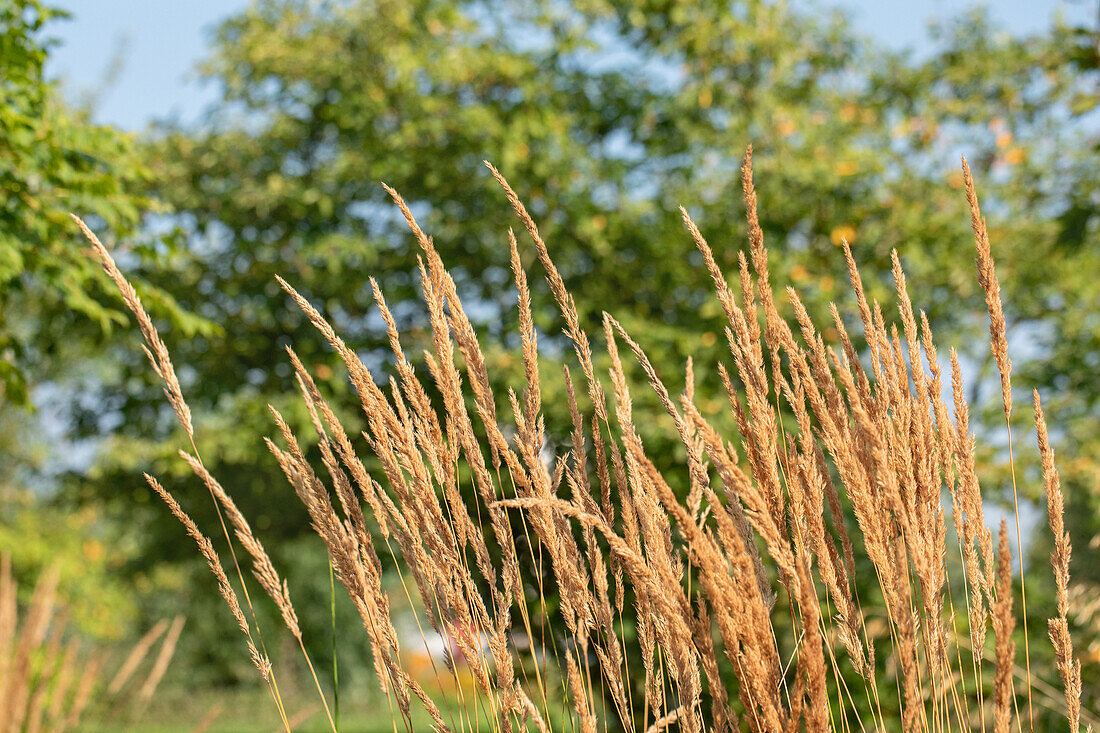 Calamagrostis x acutiflora 'Karl Foerster'